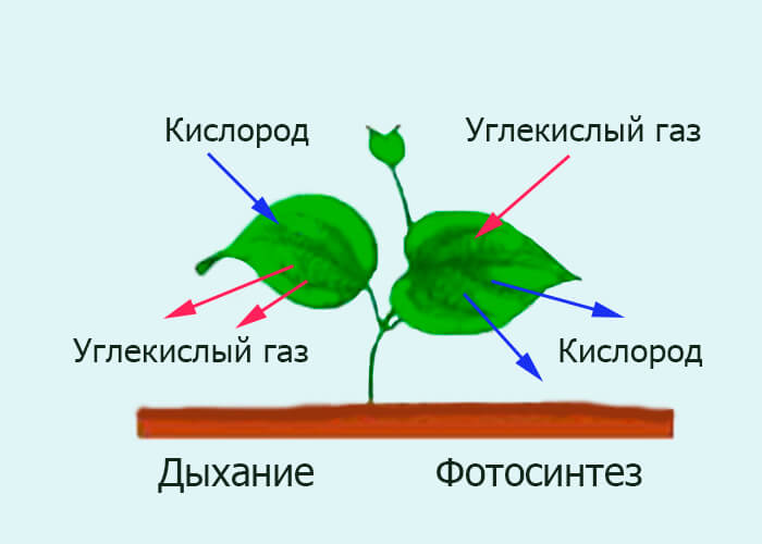 Дыхание и фотосинтез