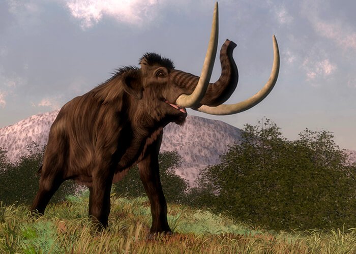 Ancient mammoth