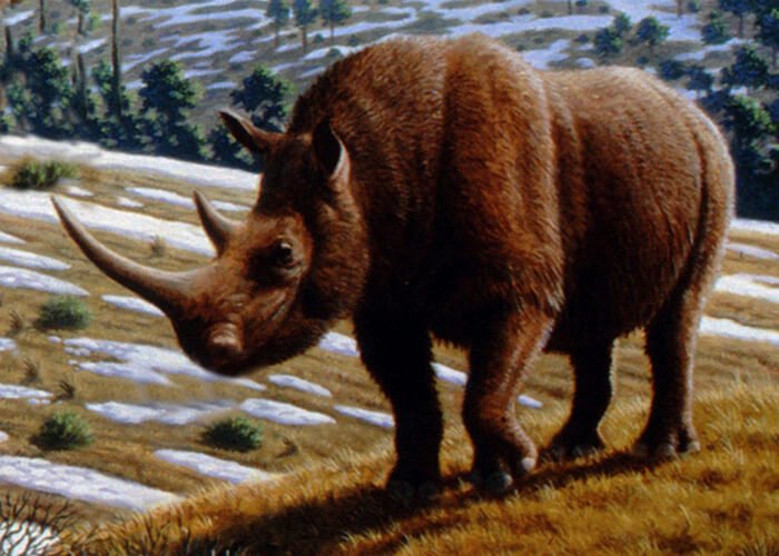 Ancient rhinoceros