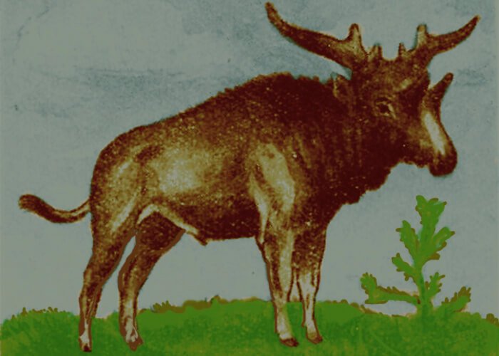 Ancient Sivatherium