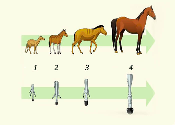 Stages of horse evolution
