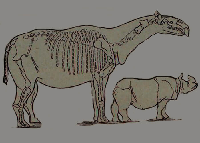 Hornless Indricotherium