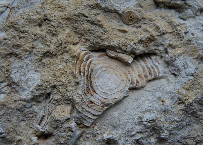 Nummulites - Tertiary rhizopods
