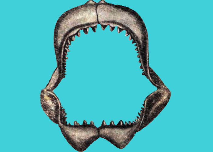 Sharp-toothed shark