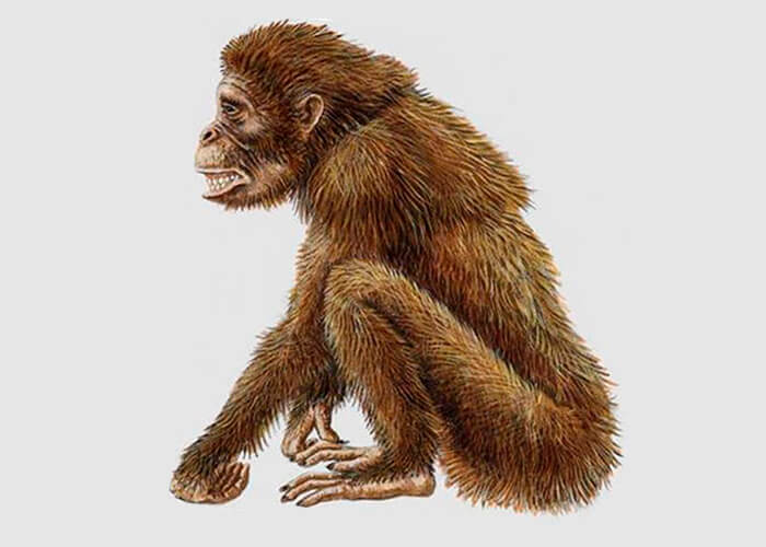Ancient Dryopithecus