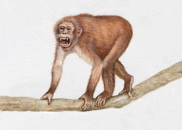 Development of human ancestors