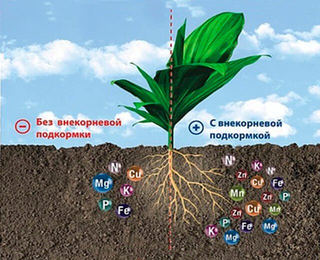 Микроэлементы необходимы растениям