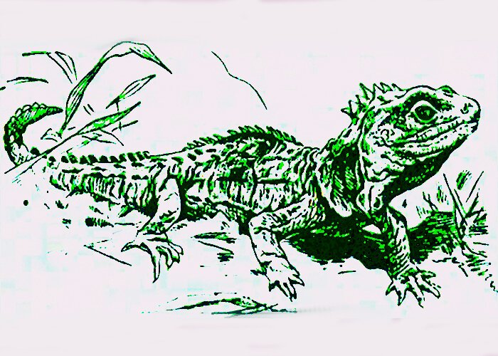 New Zealand tuatara