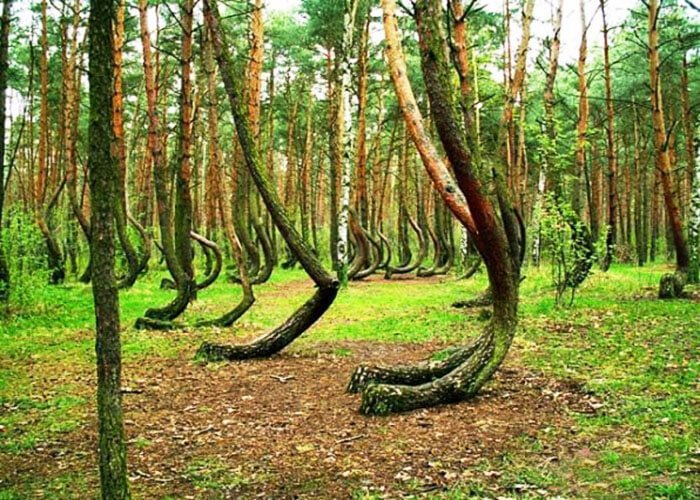 Drunken forest