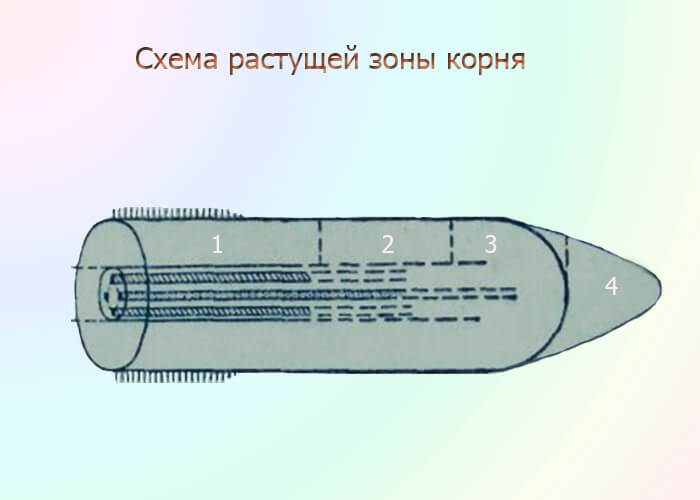Схема растущей зоны корня