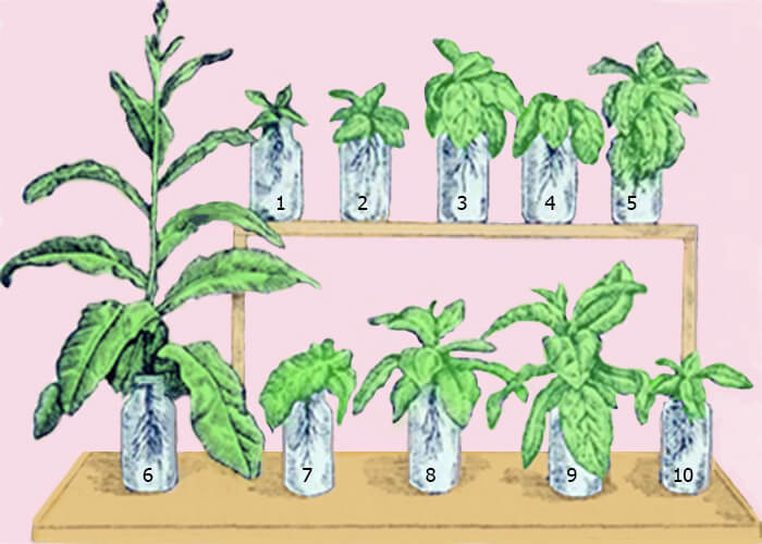 Deficiency of various plant elements