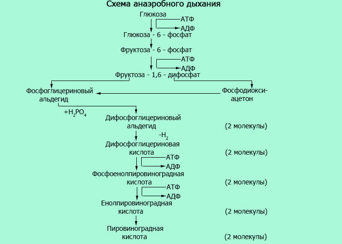 Diagram of anaerobic respiration