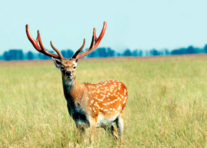 Askanian deer