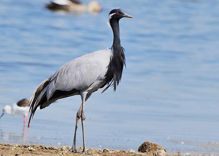 Demoiselle crane