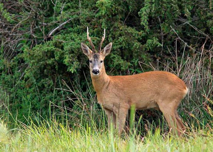 European roe deer