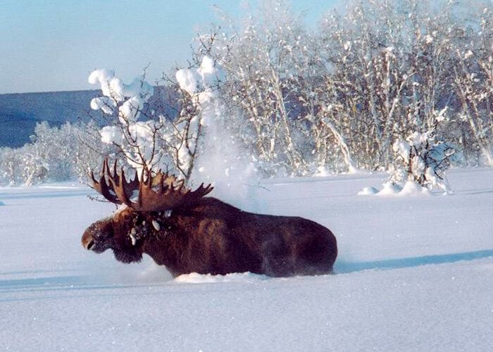 Moose in winter