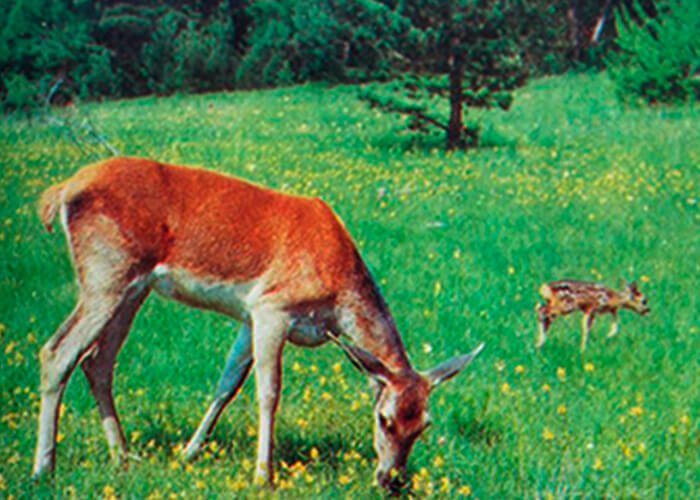 Deer in Ukraine. Deer hunting