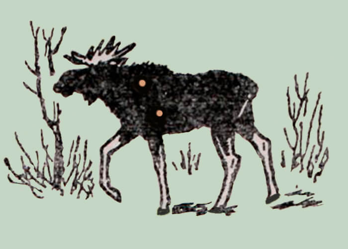 How to hunt moose