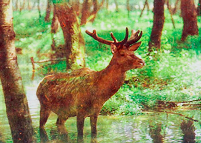 Sika deer