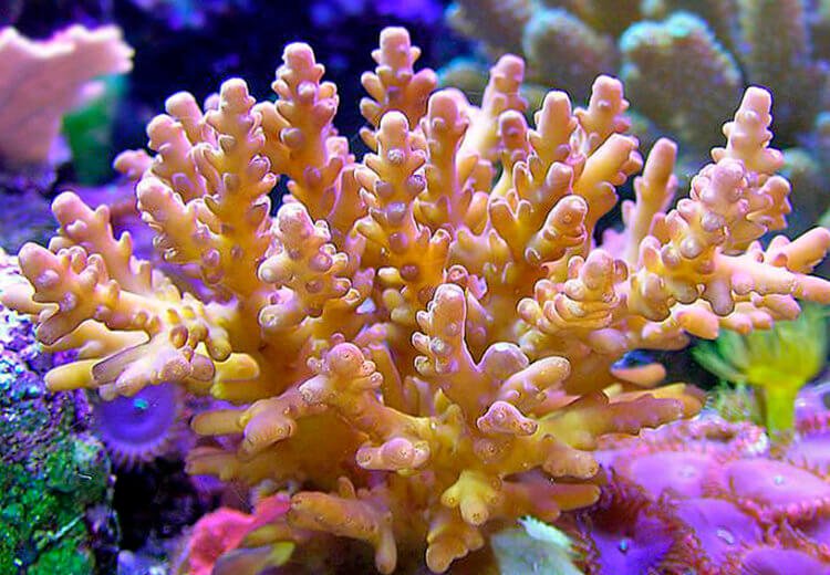 Reef coral