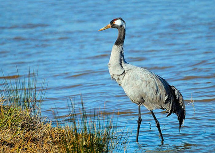 Grey crane