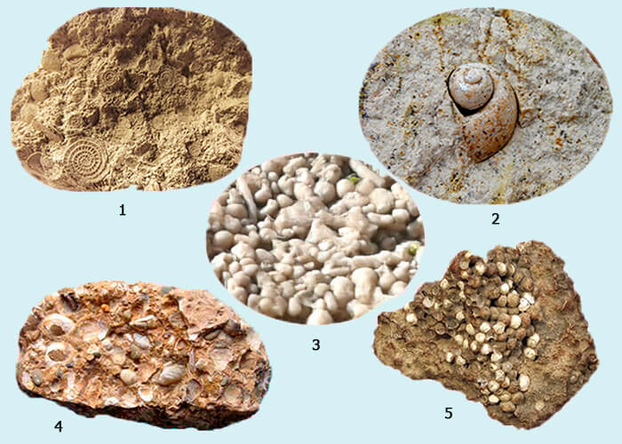 Formation of organogenic rocks