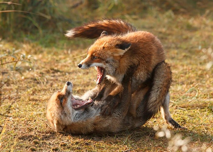 Foxes fighting