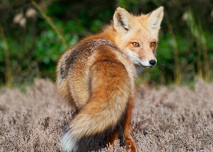 Mountain fox
