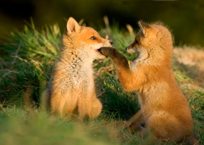Fox cubs playing