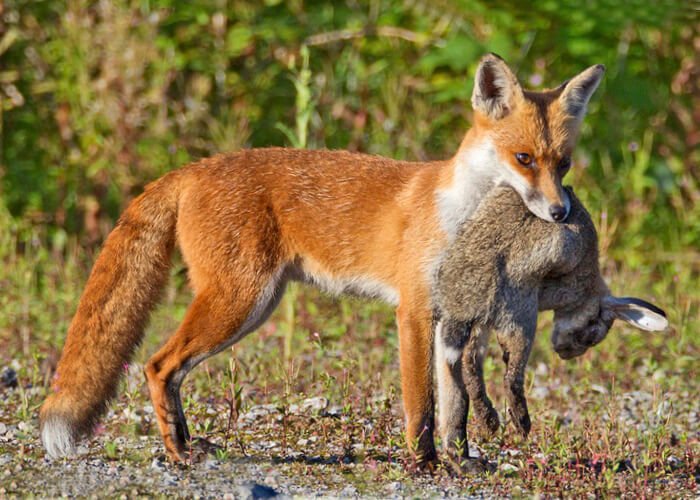 Fox hunting prey