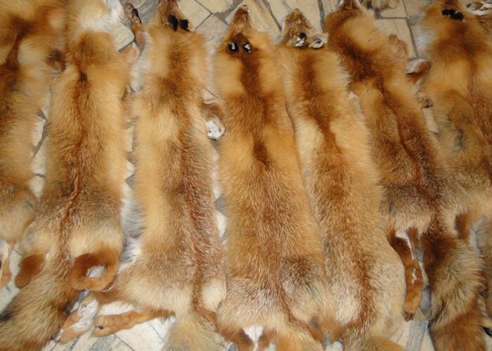 Fox pelts