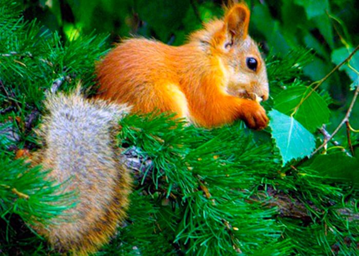 Teleut squirrel in summer