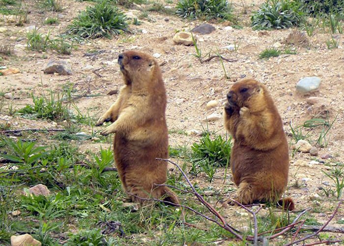 Bobak marmot animal