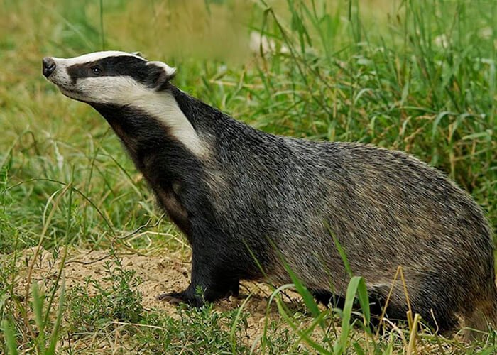 Badger animal