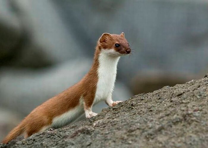 Ermine animal