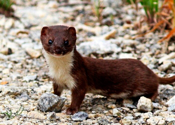 Weasel animal