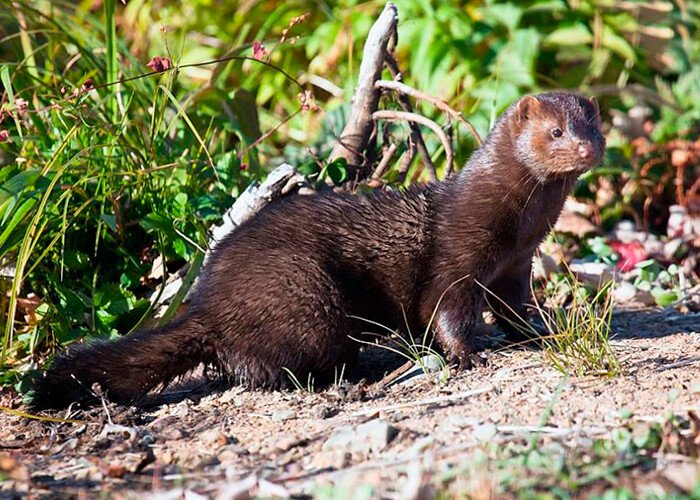 European mink