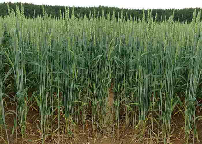Winter wheat