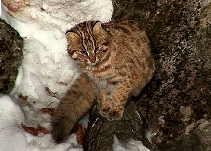 Wild cat
