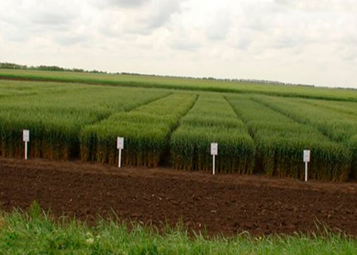 Experimental plots
