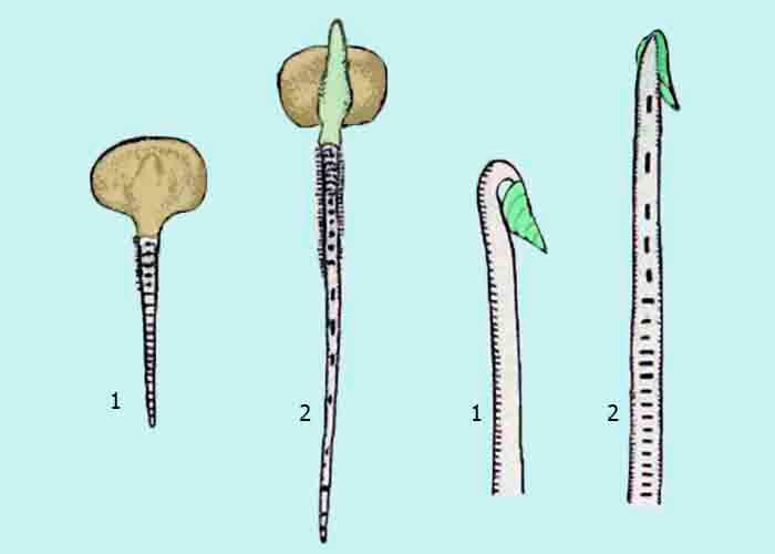 Growth zones of the stem and root