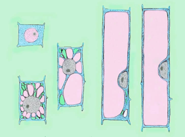 Phases of cell growth