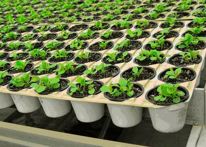 Vegetative method