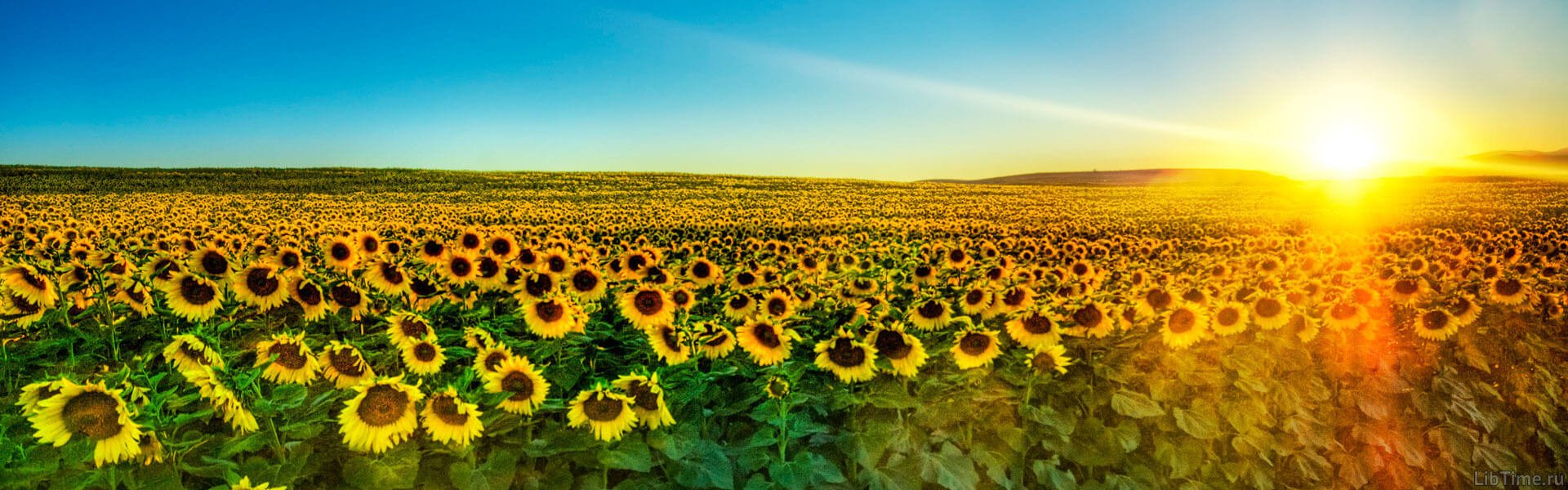 Sunflower field at sunset representing agronomy and agriculture