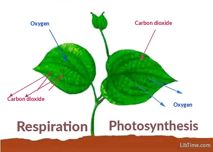 Gas exchange in plants explained